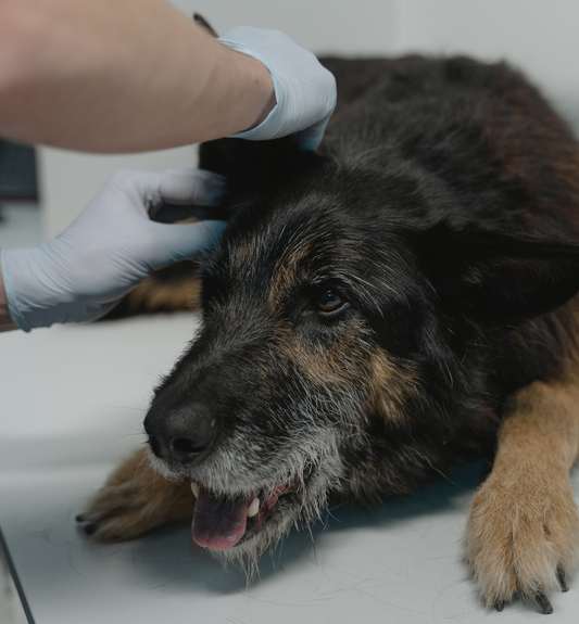 Ohrenentzündung beim Hund