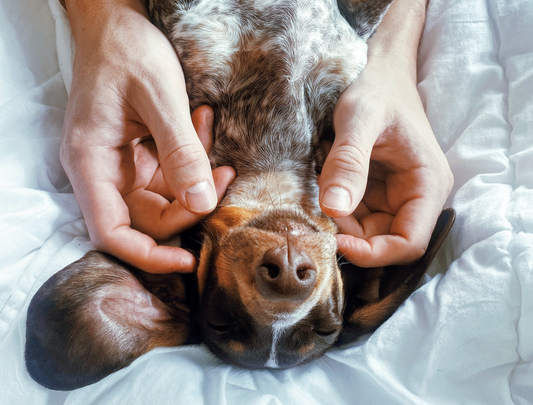 Ohrmilben beim Hund