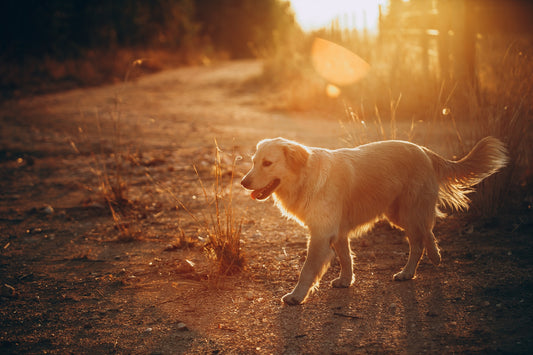 Tipps für die heissen Tage mit Hund