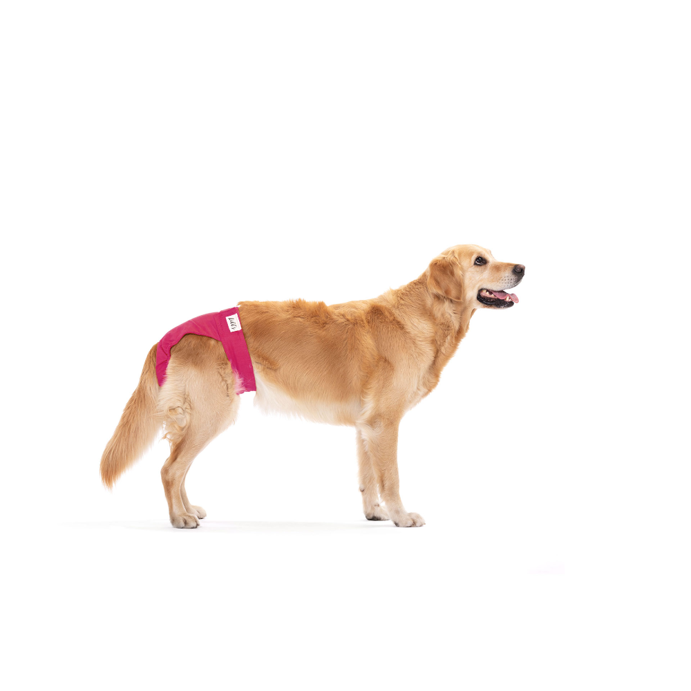 Lill's Läufigkeitshose Beetroot Hund stehend