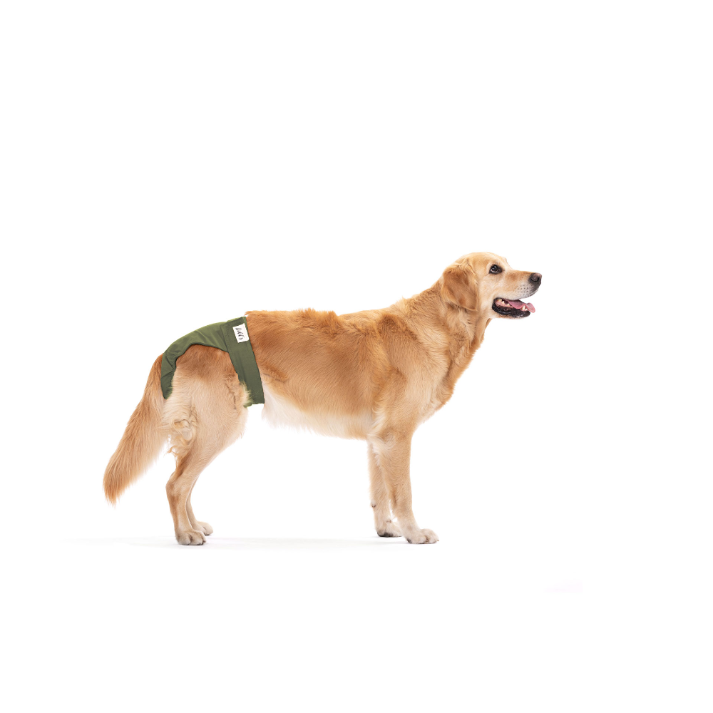 Lill's Läufigkeitshose Olive Hund stehend