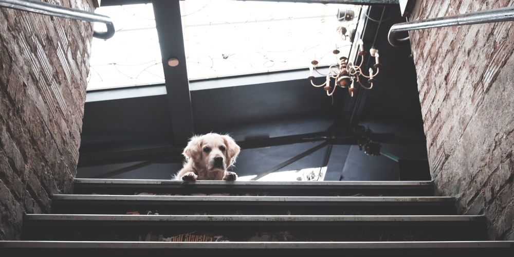 Multibrandstore für Hundeliebhaber – DER DOG.STORE