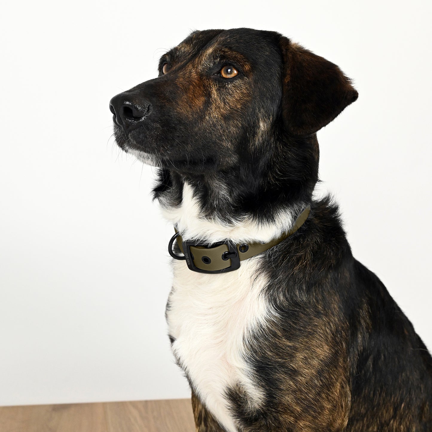 Biothane Hundehalsband Khaki mit Hund