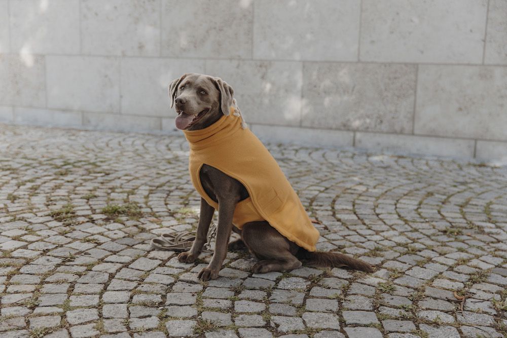 Hundepullover Amber Hund sitzend
