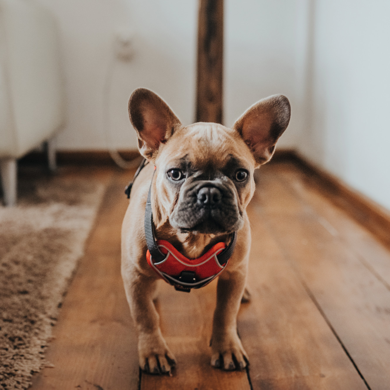 Hundegeschirr "Divo" | rot/grau