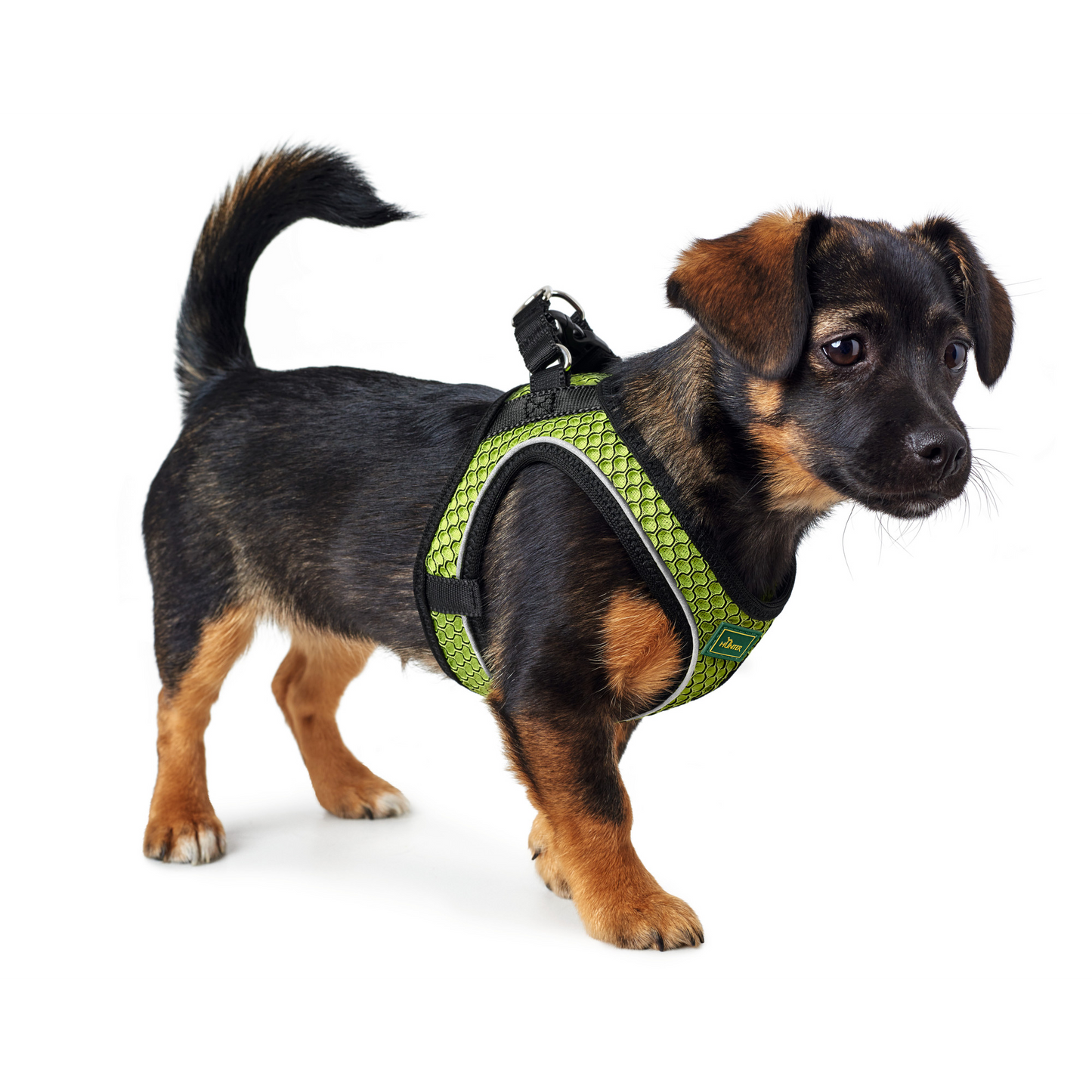 Hundegeschirr "Hilo Comfort" | limette