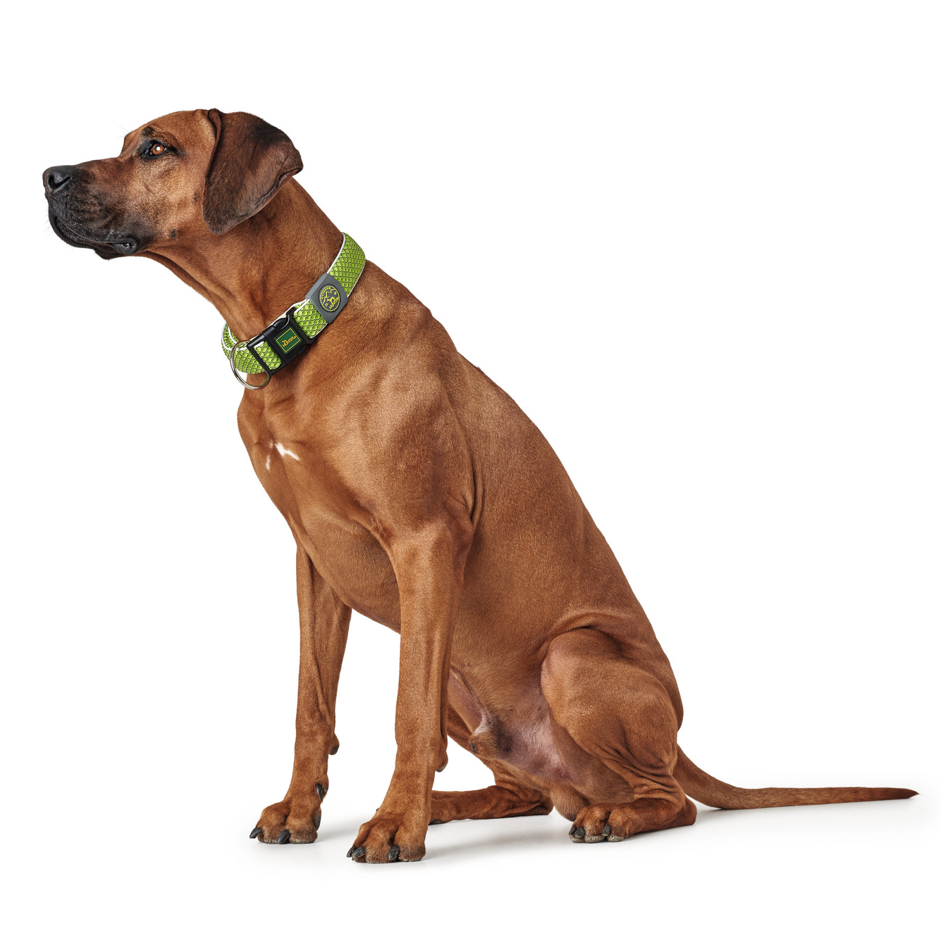 Hundehalsband "Hilo" | limette