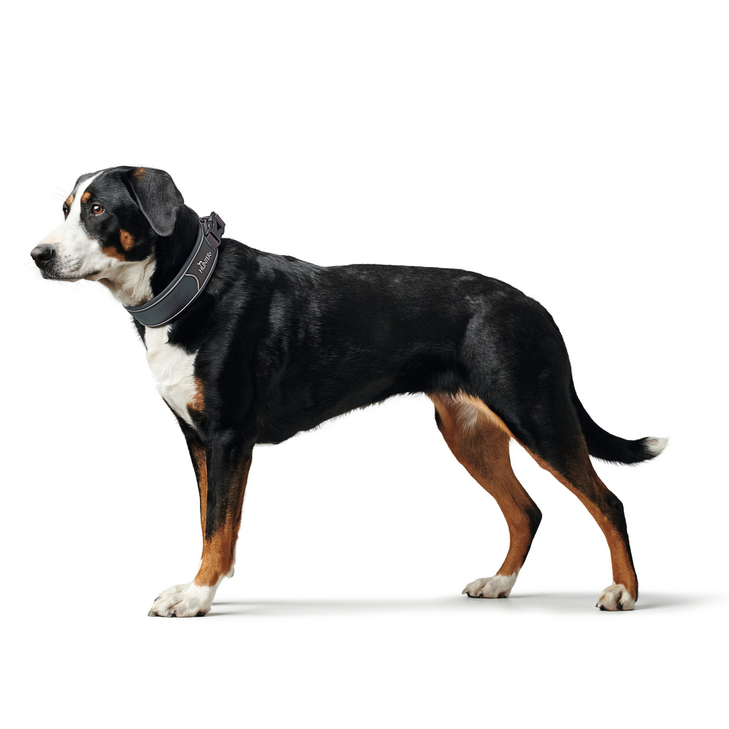 Hundehalsband "Divo" | grau/grau