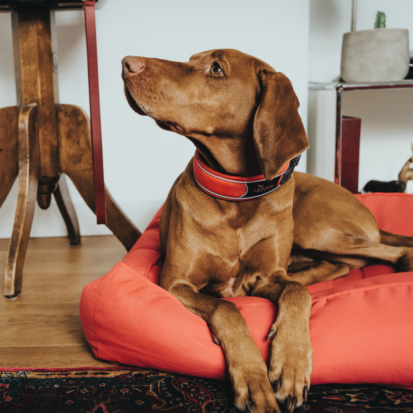 Hundehalsband "Divo" | rot/grau