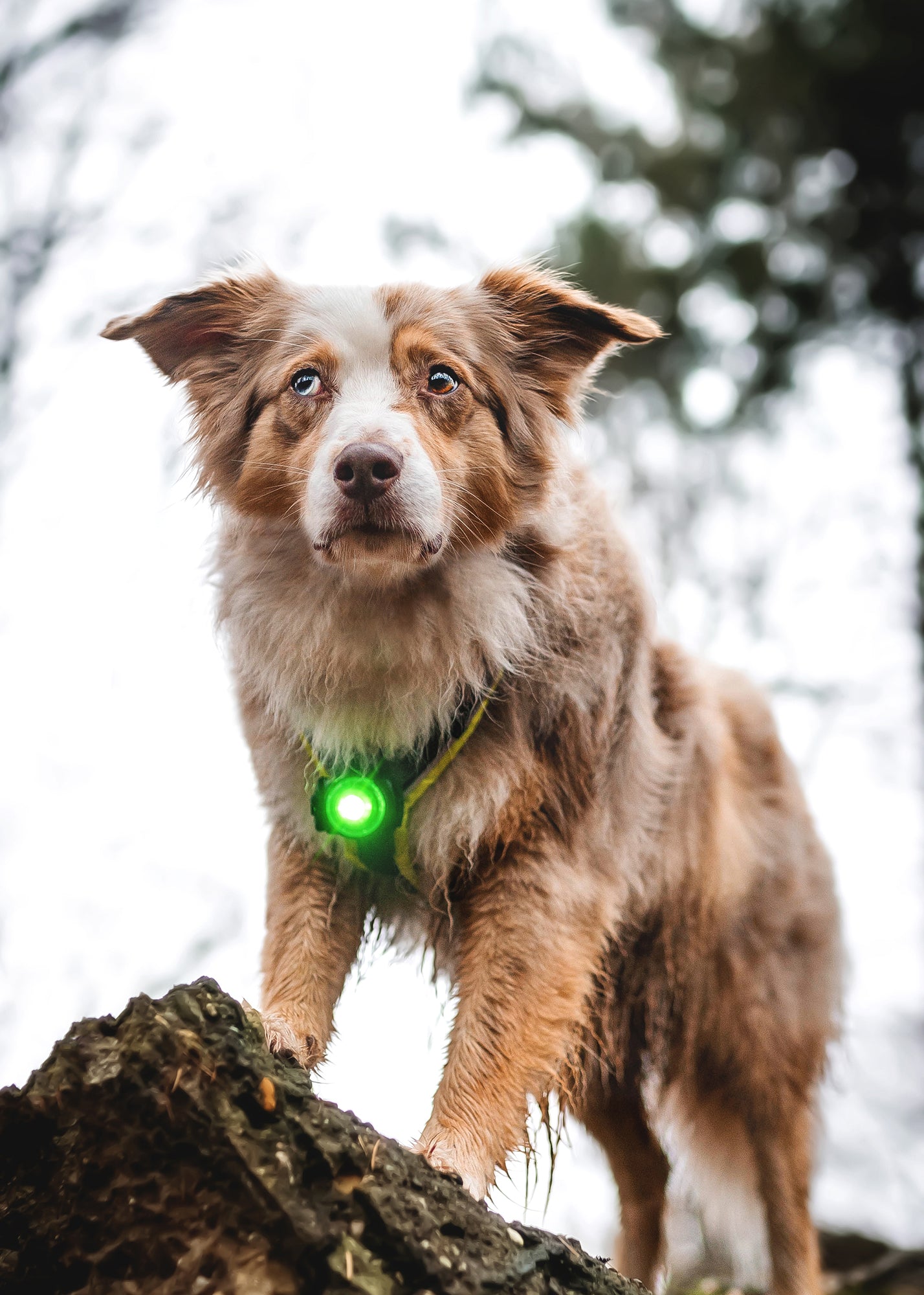 Orbiloc Dog Dual Green Hund