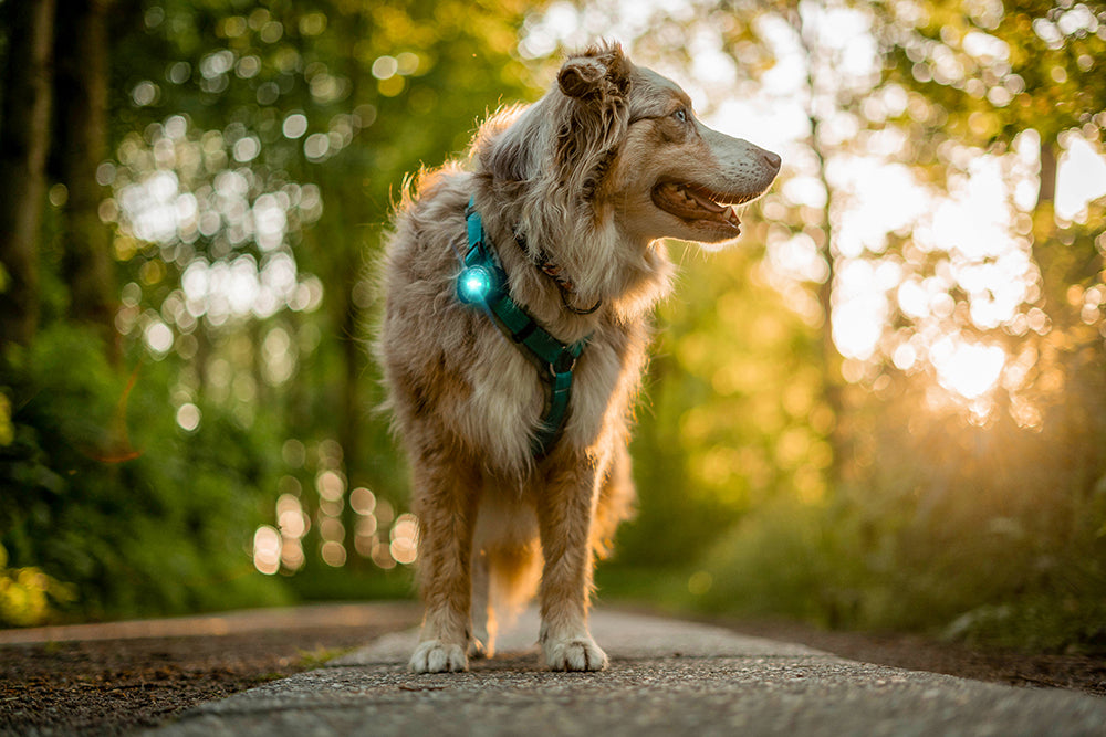 Orbiloc Sicherheitslicht Dog dual türkis Hund