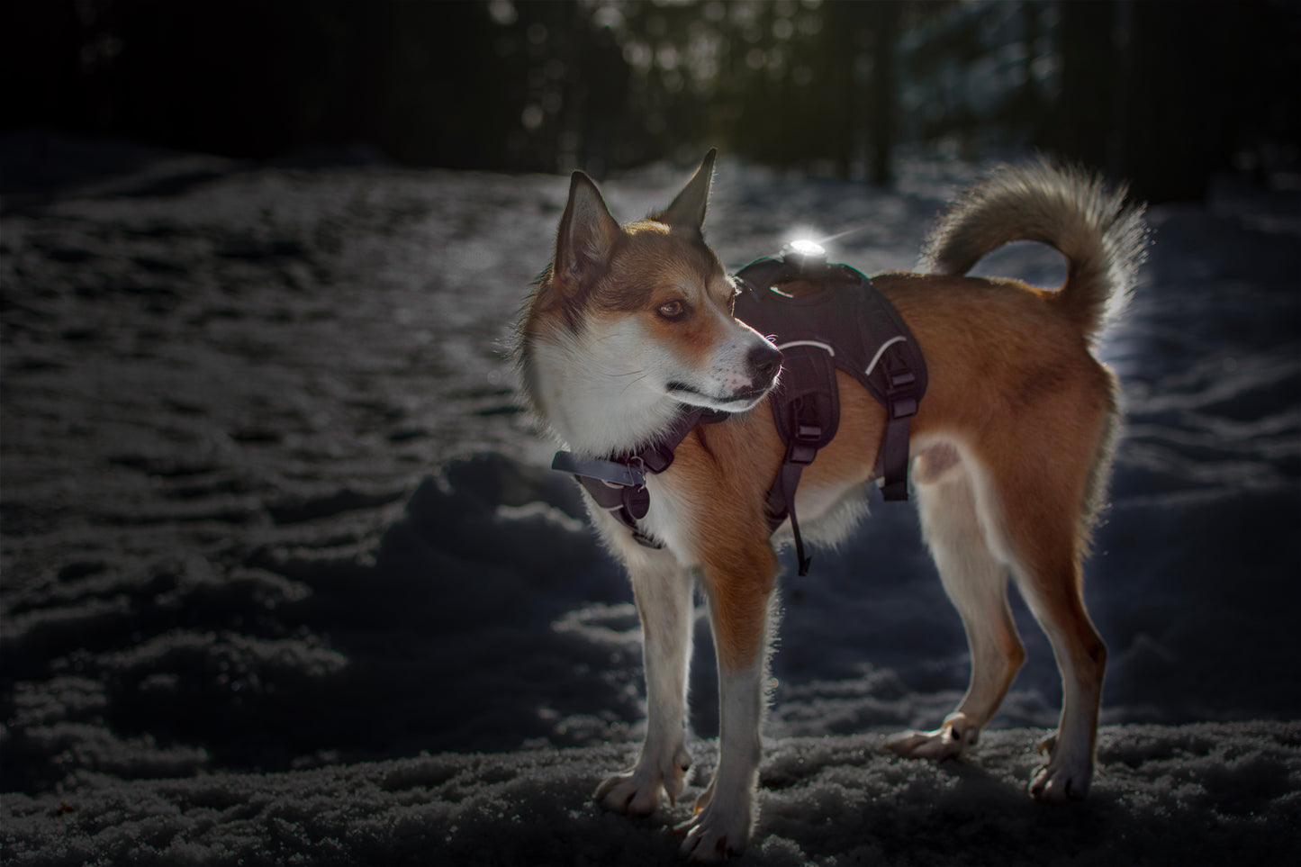 Orbiloc Dog Dual White Hund im Schnee