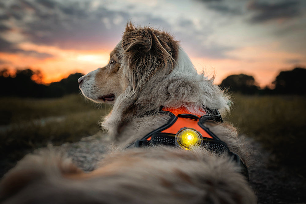Orbiloc Sicherheitslicht Dog dual gelb mit Hund