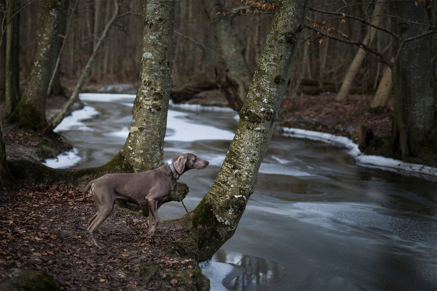 Orbiloc Dog Dual Dark Hund im Wald