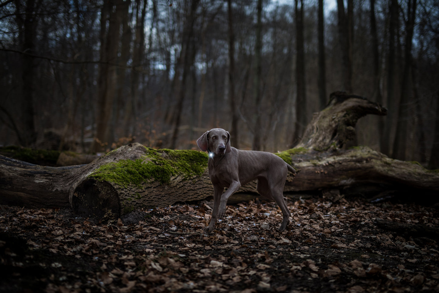 Orbiloc Dog Dual Dark Weimaraner