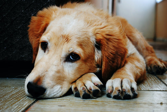 Vorsicht giftig - 10 essenzielle Dinge, die Dein Hund nicht fressen sollte