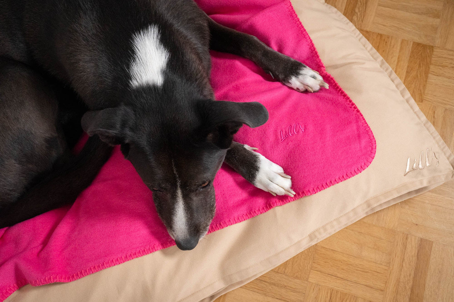 Hundedecke "Coco" | Beetroot