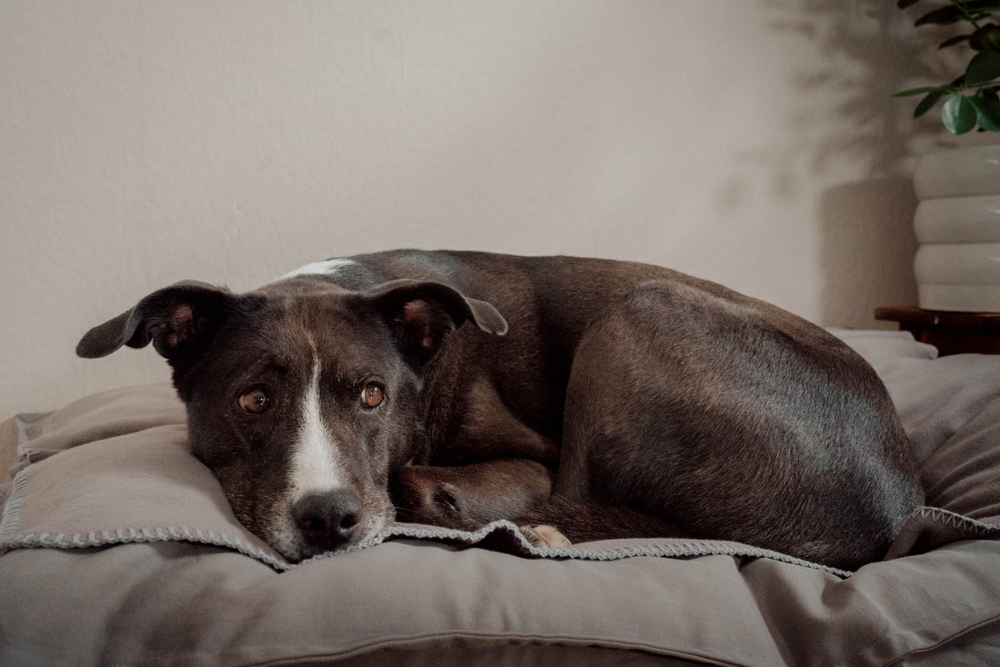 Hundedecke "Coco" | Stone Grey