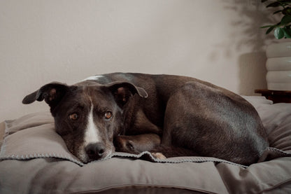 Hundedecke "Coco" | Stone Grey