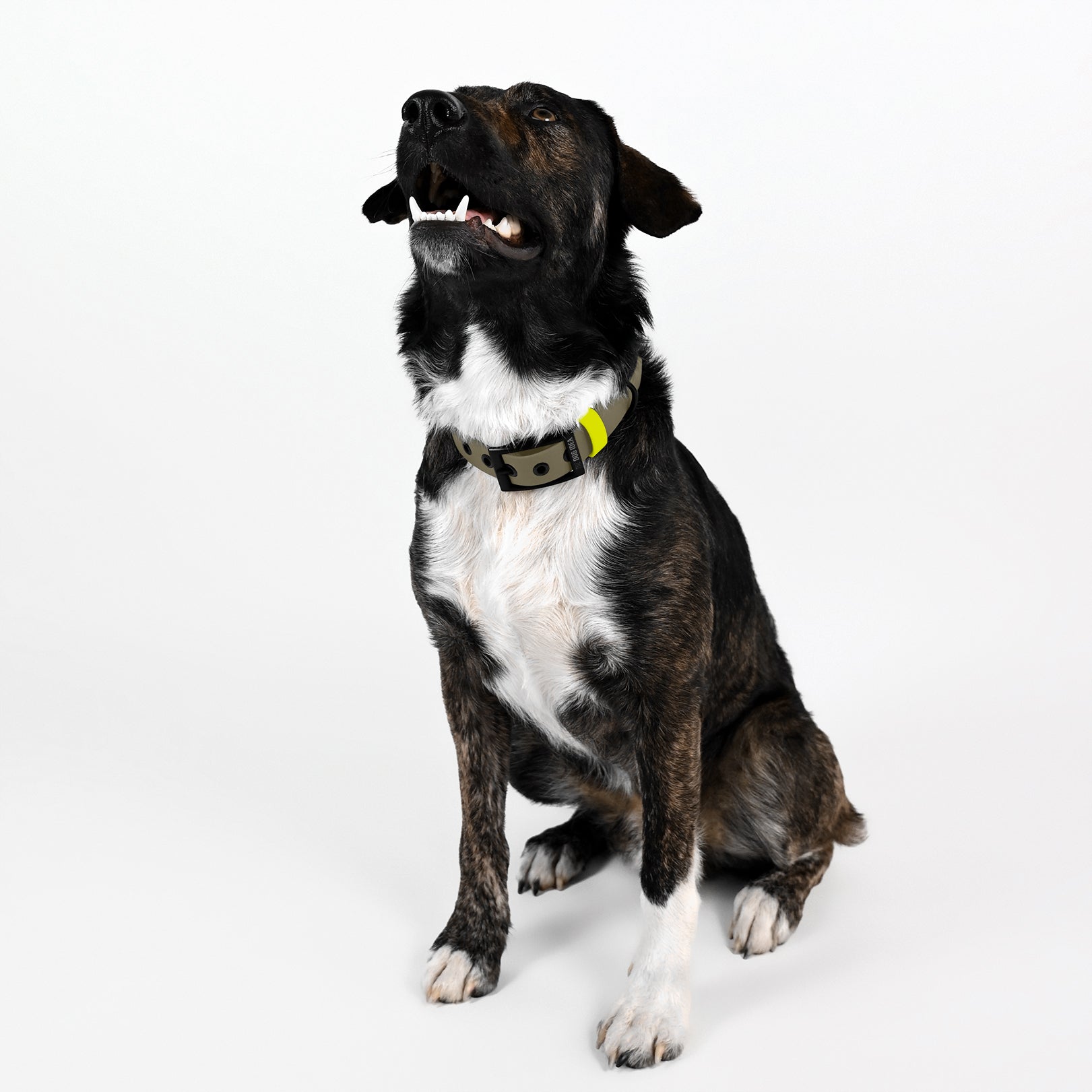 Biothane Halsband beige mit gelb sitzender Hund