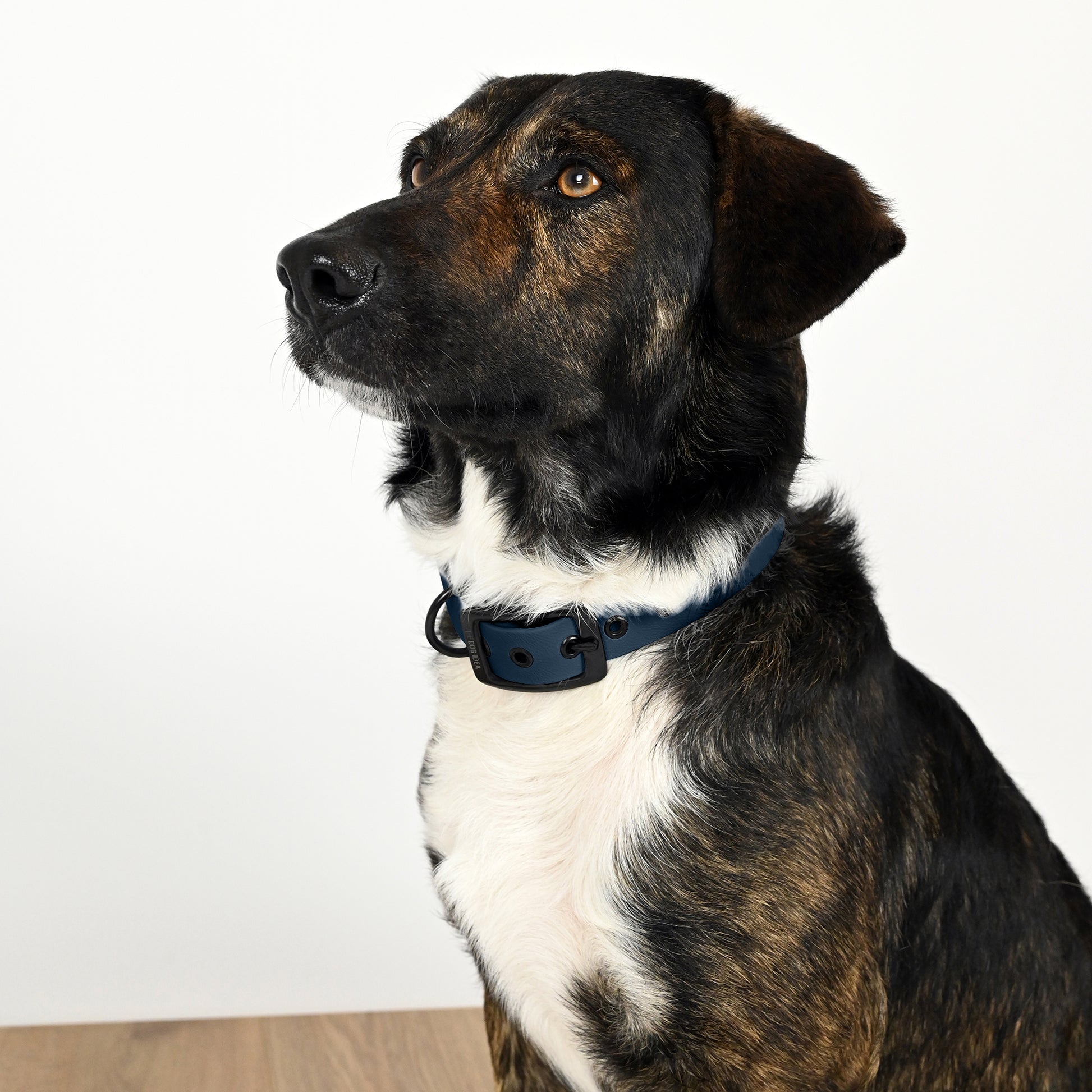 Biothane Hundehalsband Navy mit Hund