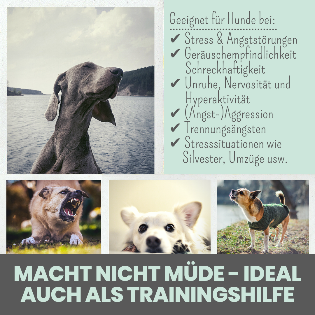 Softer Wohlfühlsnack für Hunde