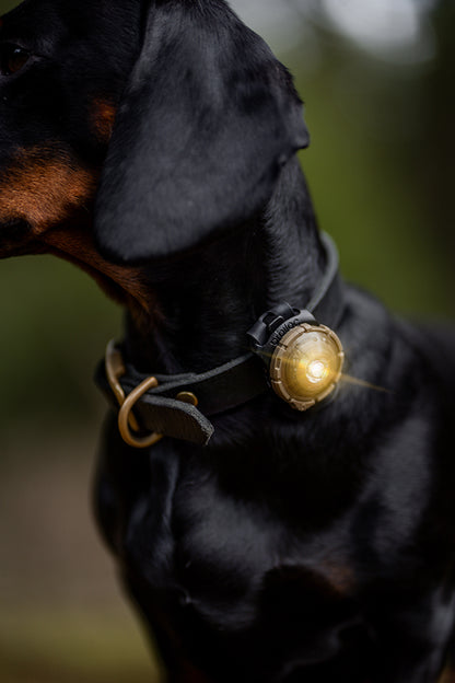 Sicherheitslicht Dog Dual | Gold