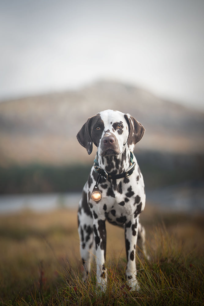 Sicherheitslicht Dog Dual | Gold