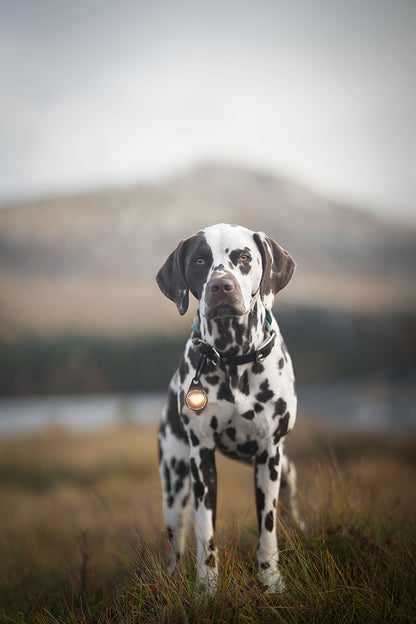 Sicherheitslicht Dog Dual | Gold