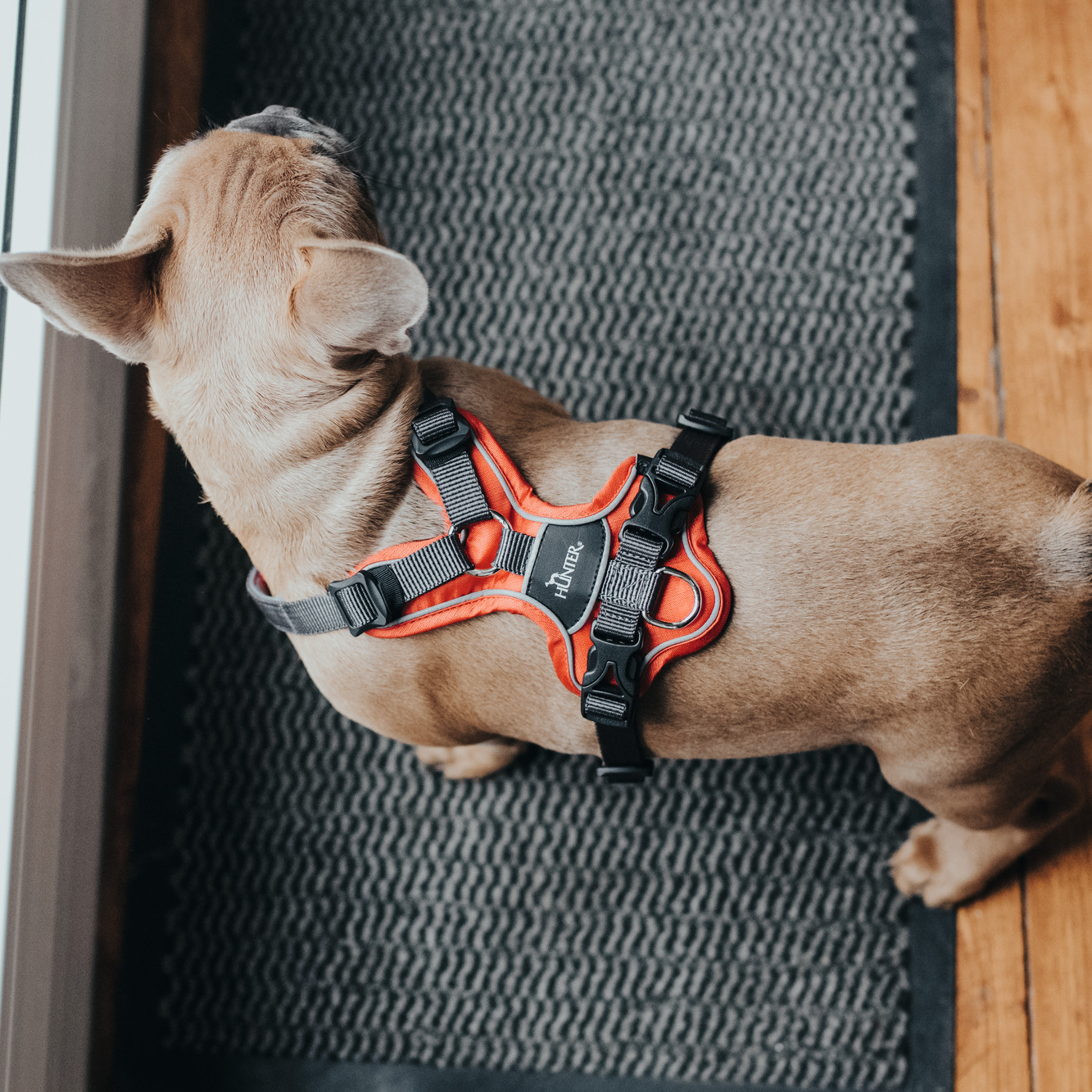 Hundegeschirr "Divo" | rot/grau