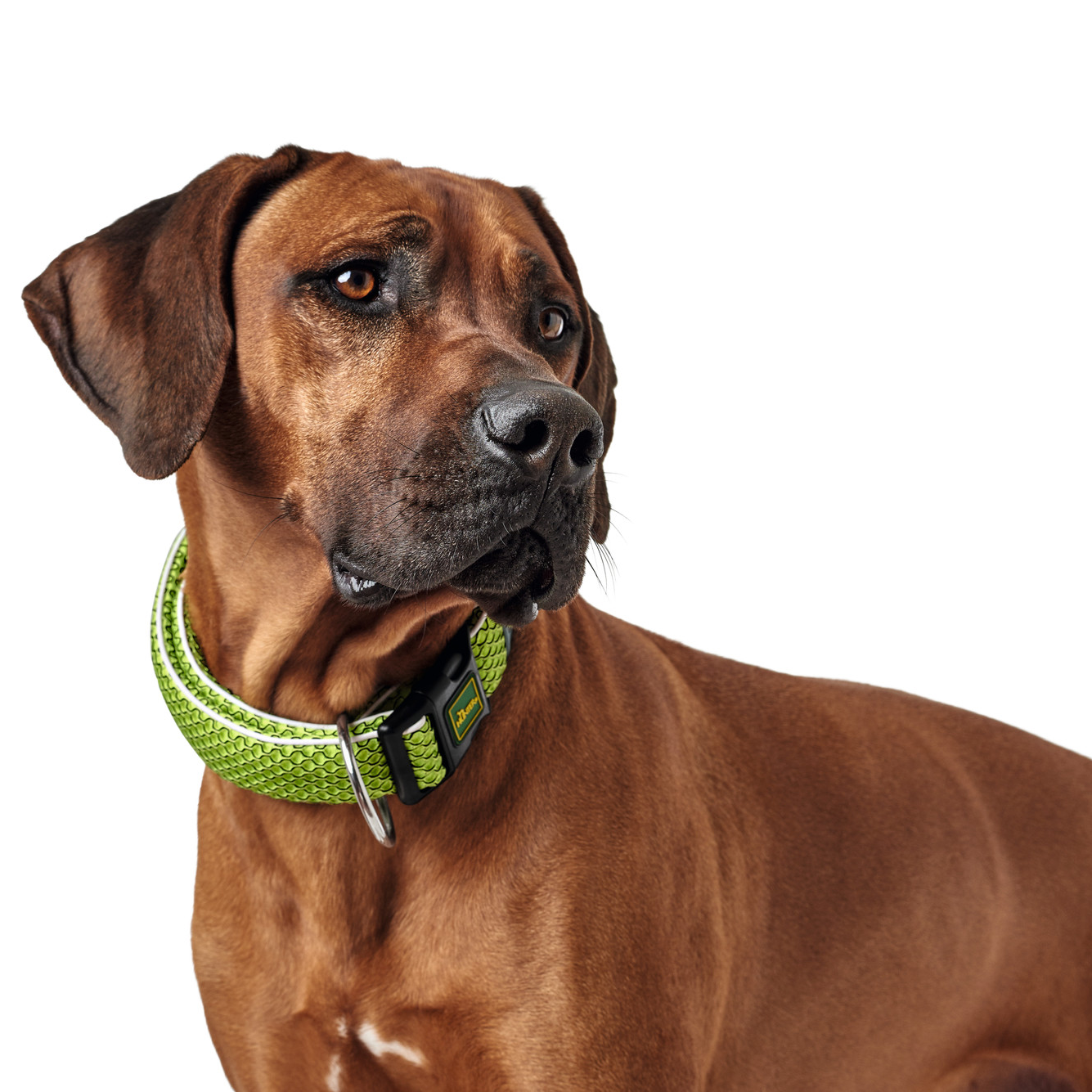 Hundehalsband "Hilo" | limette