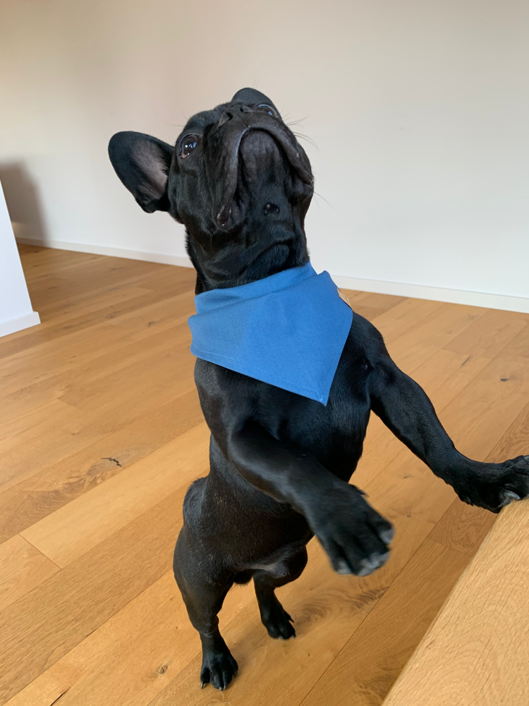 Hundehalstuch blau mit Hund