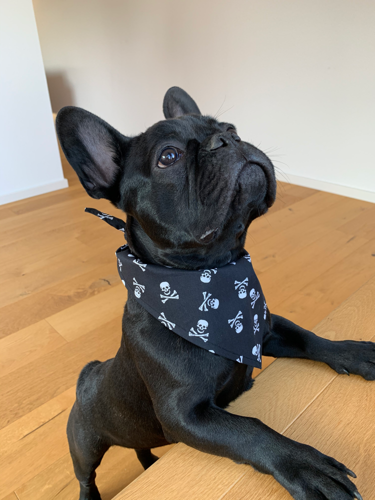 Hundehalstuch Gangster mit Hund
