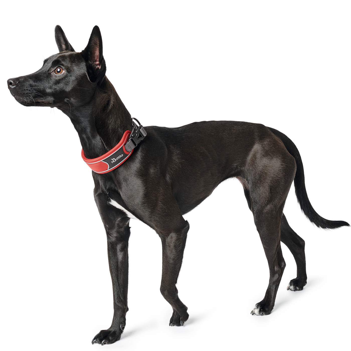 Hundehalsband "Divo" | rot/grau