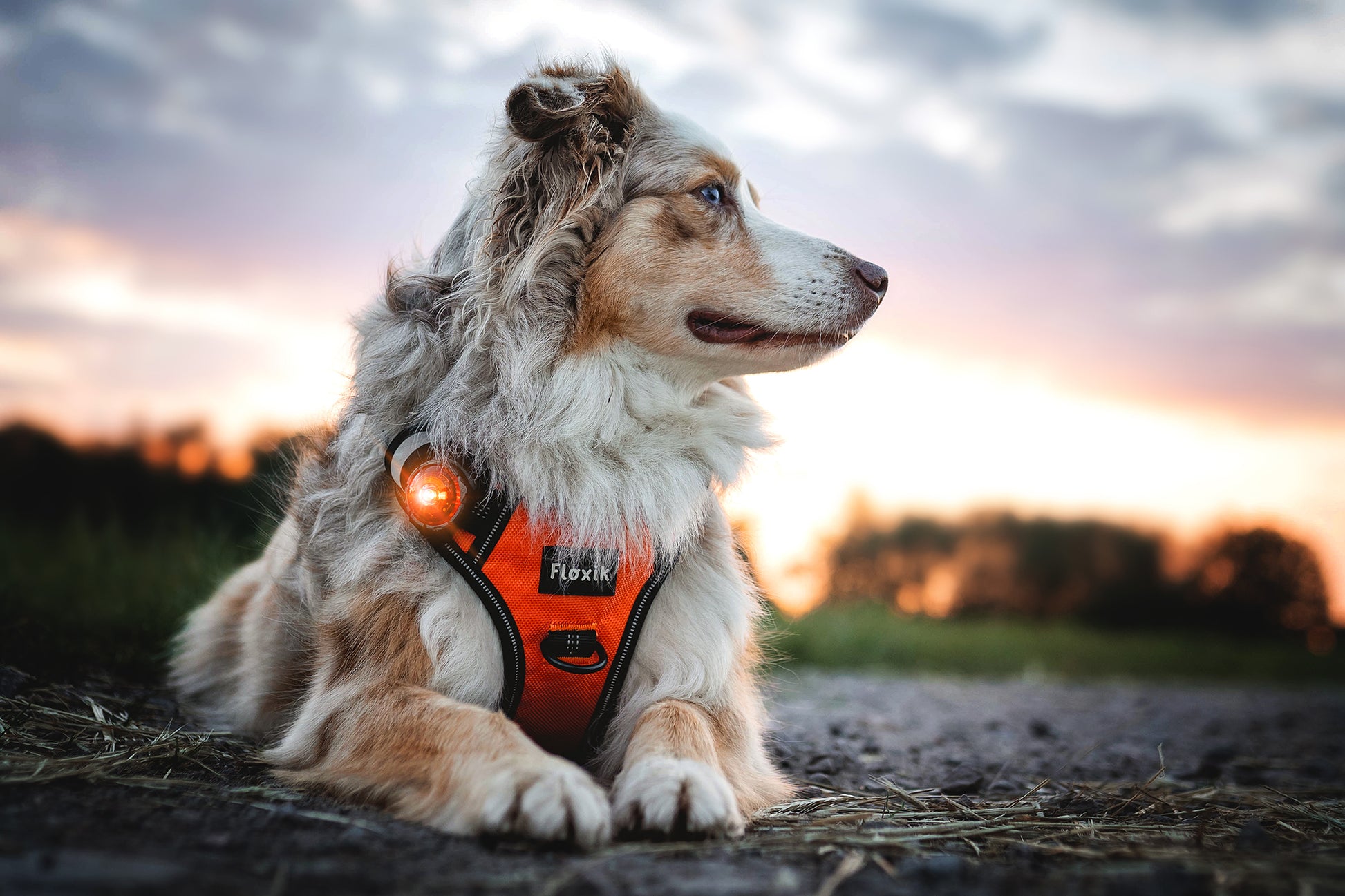 Orbiloc Dog Dual Amber liegender Hund