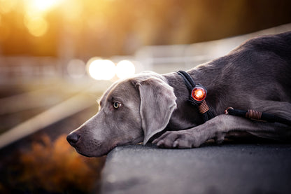 Orbiloc Dog Dual Amber Hund im Sonnenuntergang