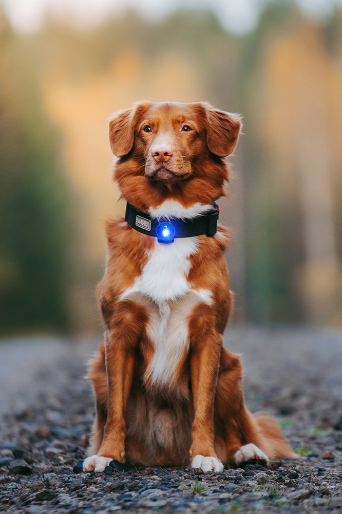 Orbiloc Dog Dual Blue Hund
