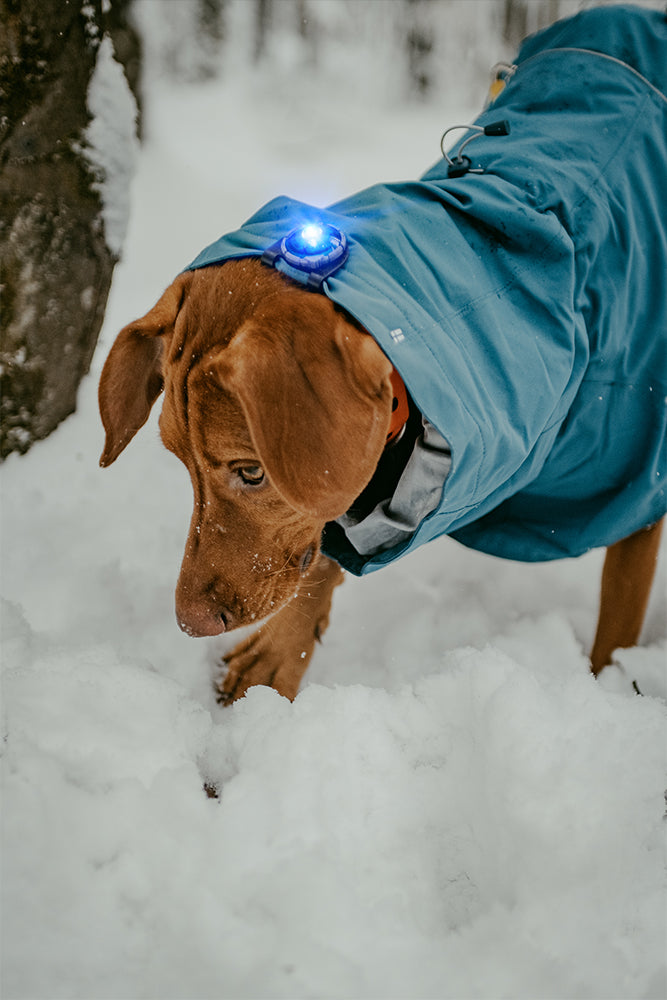 Orbiloc Dog Dual Blue Hund im Schnee