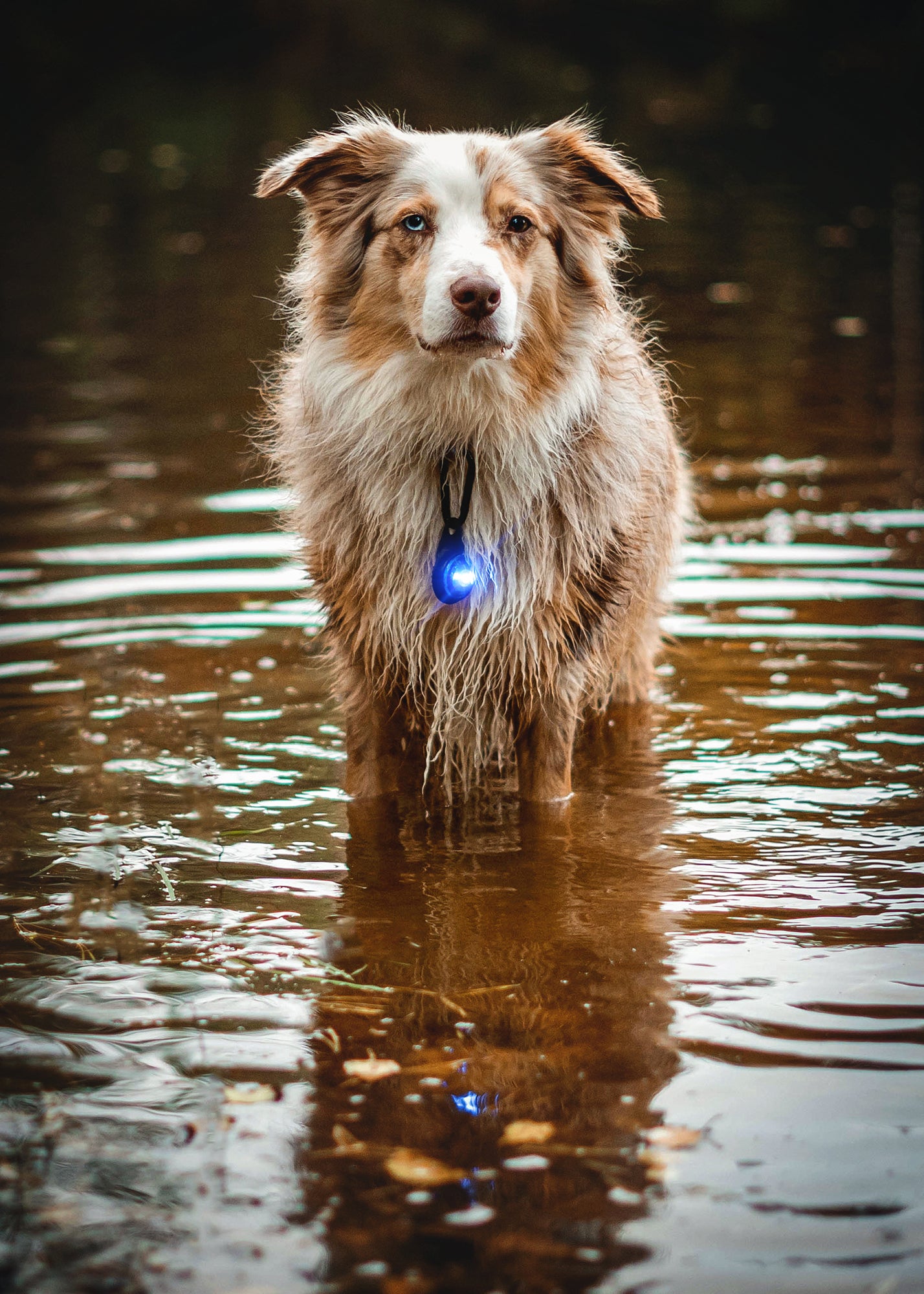 Orbiloc Dog Dual Blue im Wasser
