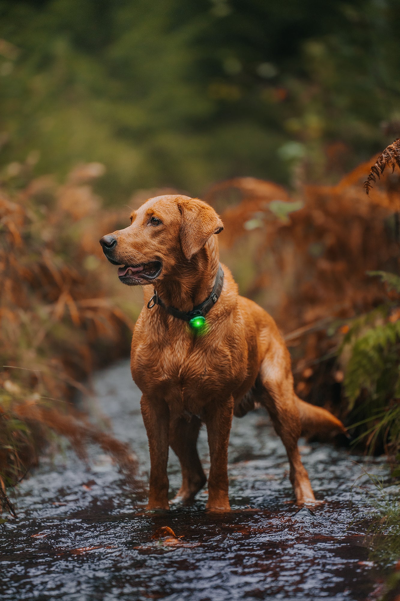 Orbiloc Dog Dual Green Hund im Wald