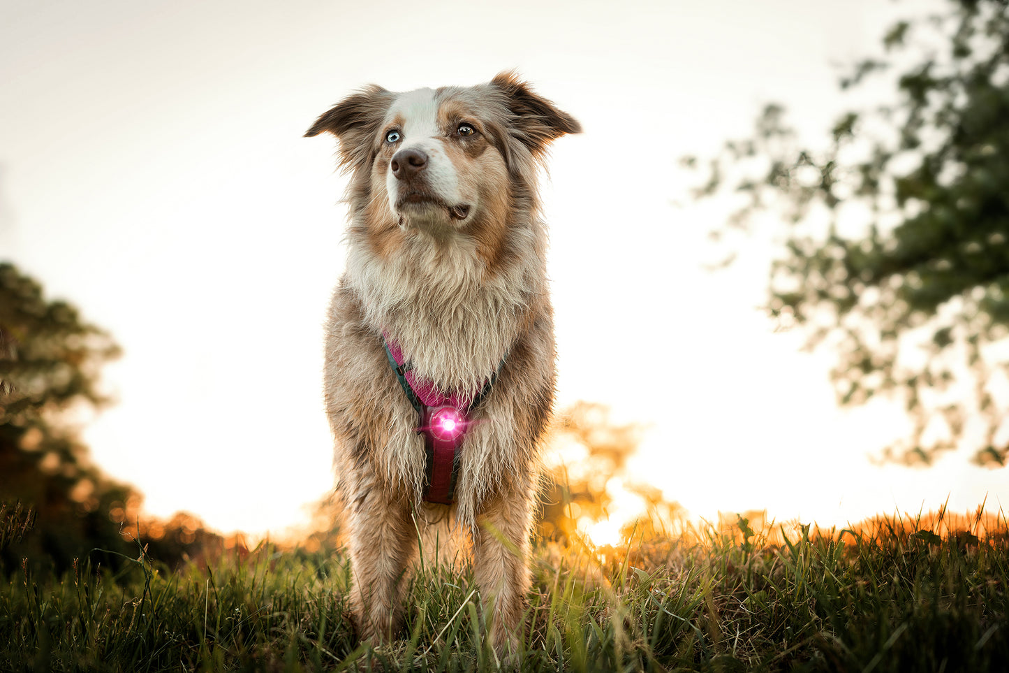 Orbiloc Dog Dual Pink Hund