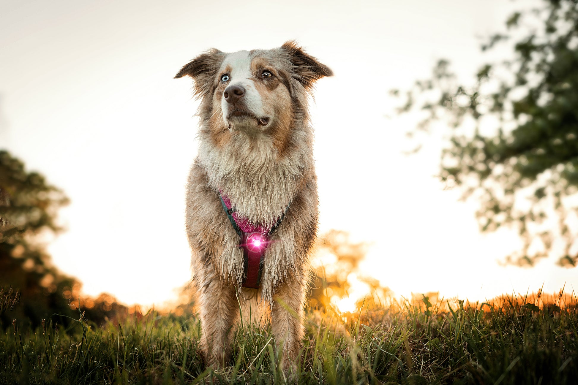 Orbiloc Dog Dual Pink Hund