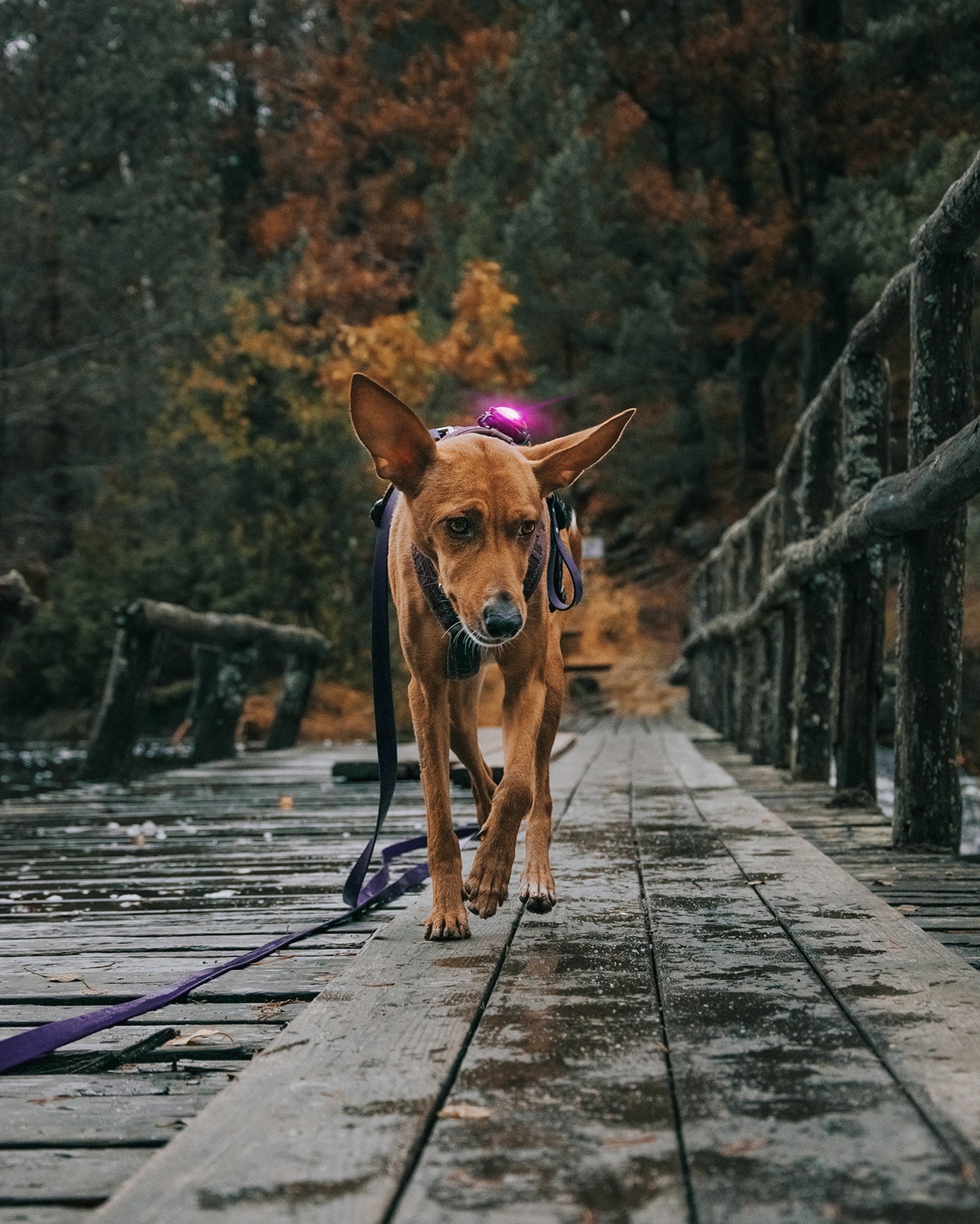 Orbiloc Dog Dual Pink Hund Gassi