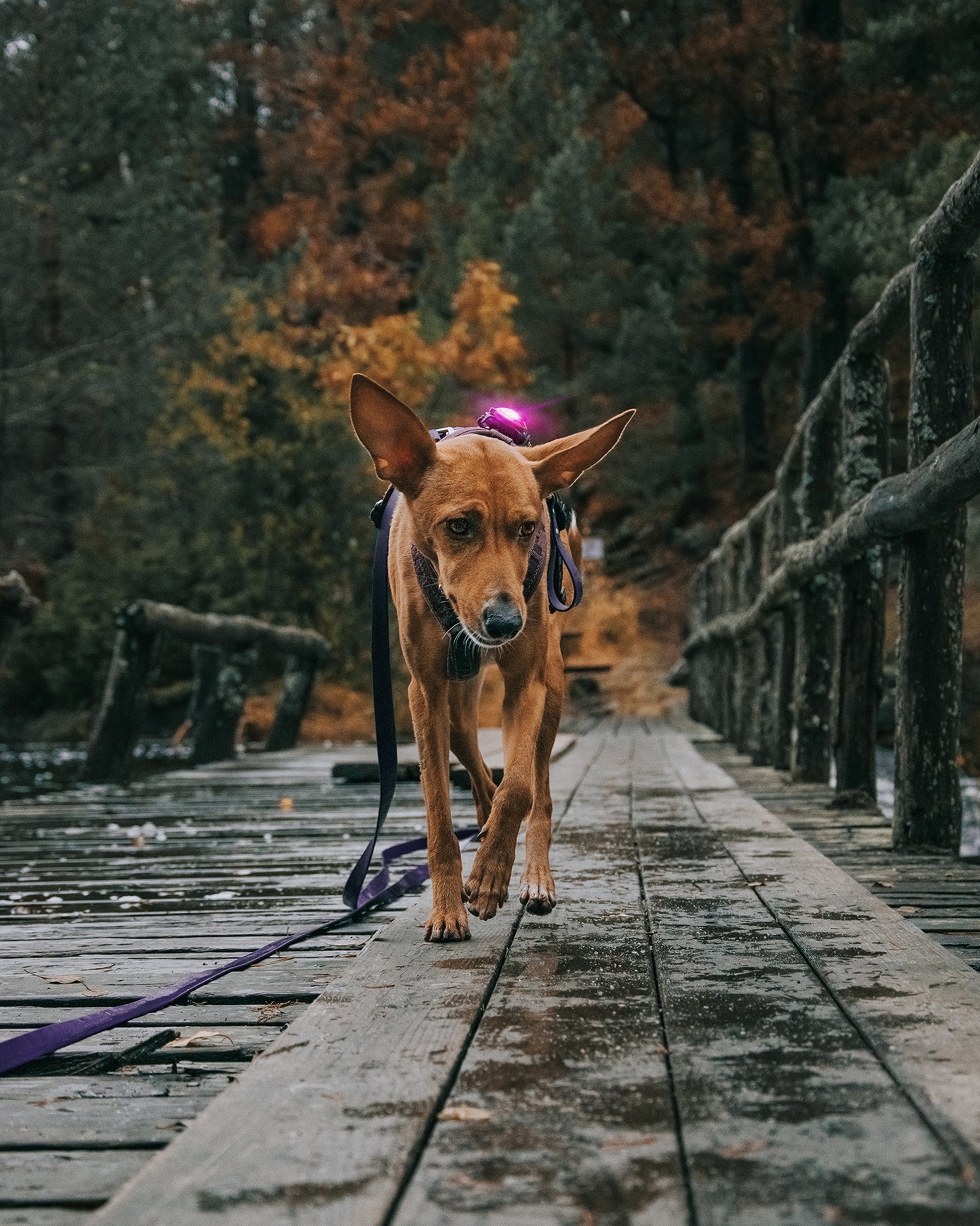 Orbiloc Dog Dual Pink Hund Gassi
