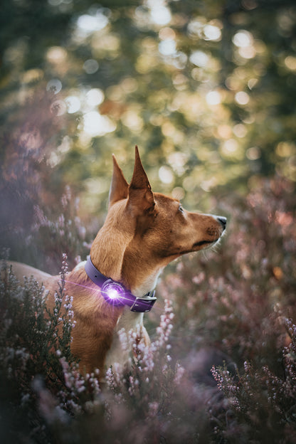 Orbiloc Dog Dual Purple Hund im Wald