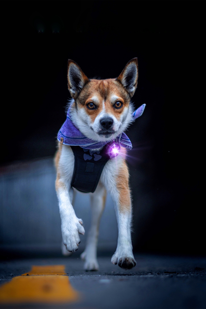 Orbiloc Dog Dual Purple Hund rennt
