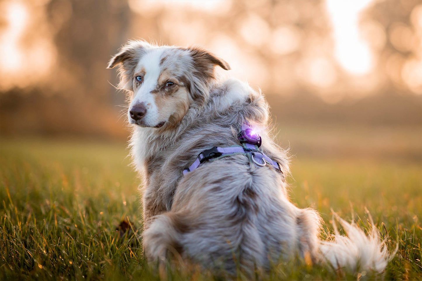 Orbiloc Dog Dual Purple Hund