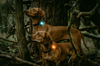 Orbiloc Dog Dual Amber Hunde im Wald