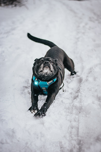 Orbiloc Sicherheitslicht Dog dual türkis Hund im Schnee