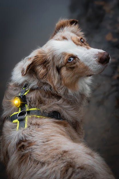 Orbiloc Sicherheitslicht Dog dual gelb mit Hund